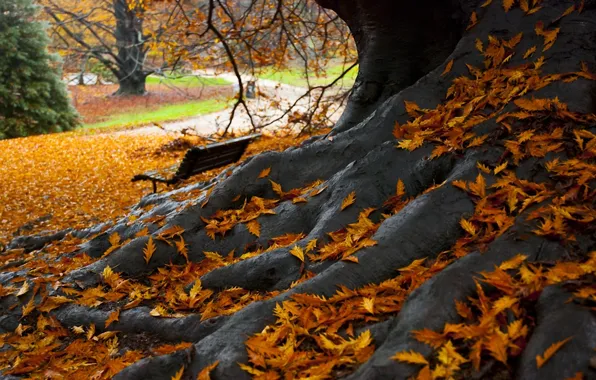 Картинка листья, парк, дерево, Осень, скамья