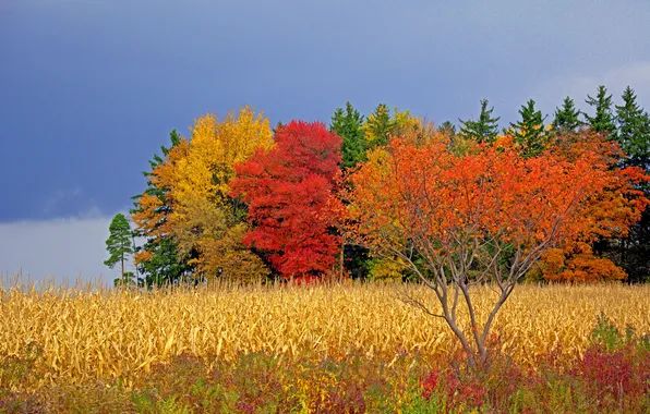 Картинка поле, осень, небо, облака, деревья