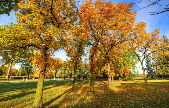 Картинка осень, небо, трава, листья, деревья, пейзаж, парк