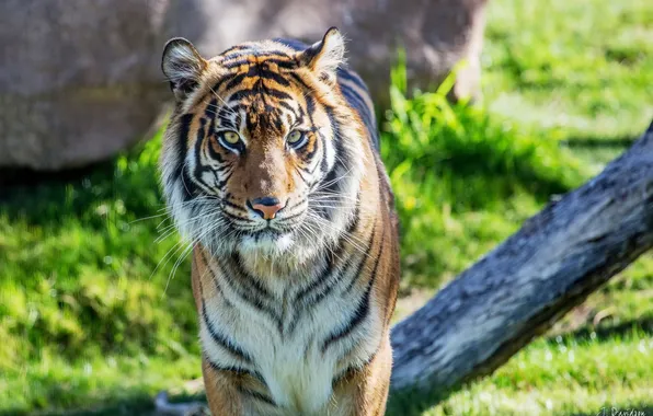 Картинка тигр, хищник, суматранский