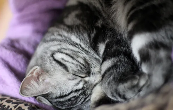 Картинка cat, sleep, cute