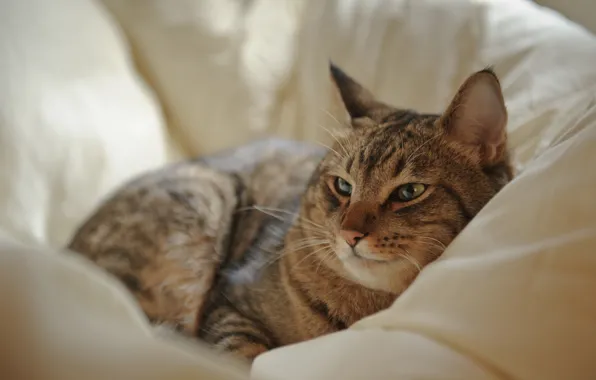 Картинка кошка, кот, отдых, постель, лежа