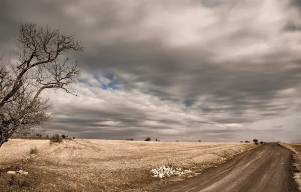 Дорога, поле, деревья