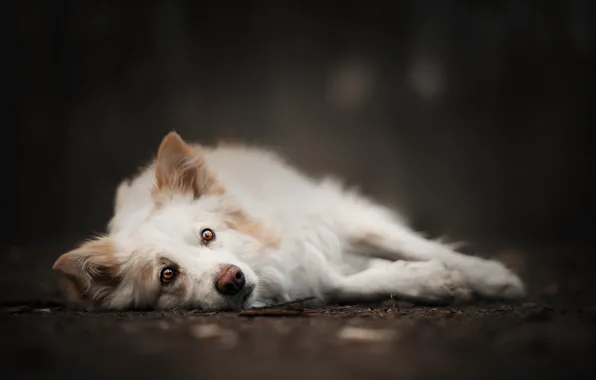 Взгляд, друг, собака