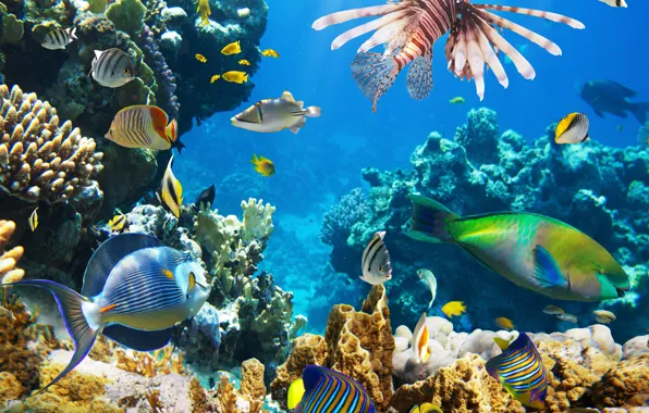 Картинка рыбки, океан, подводный мир, underwater, ocean, fishes, tropical, reef