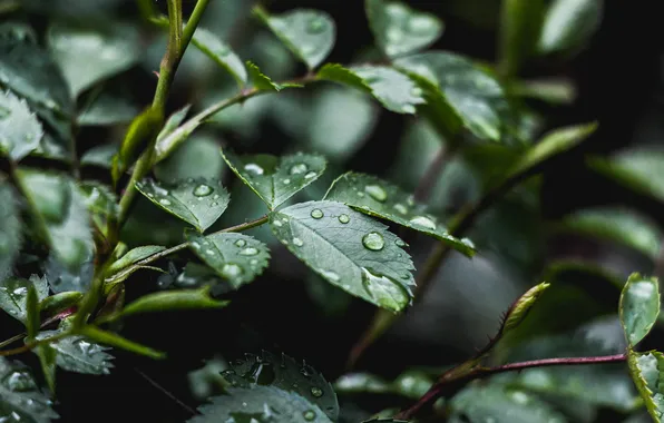 Картинка листья, капли, макро, зеленый, дождь, растение