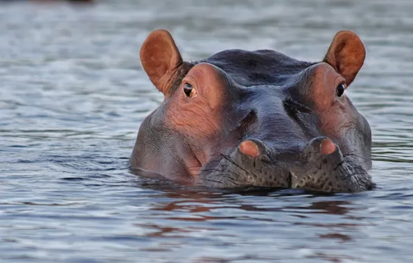 Картинка africa, animal, wildlife, hippopotames