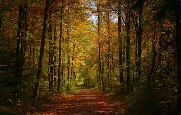 Дорога, осень, лес, деревья