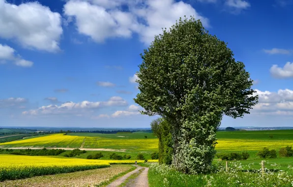 Картинка дорога, дерево, поля, цветение, рапс