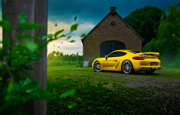 Картинка Porsche, Cayman, Car, Nature, Color, Yellow, Summer, GT4