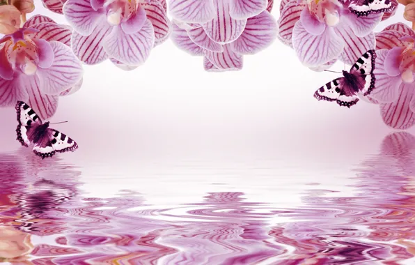 Бабочки, цветы, отражение, фон, рамка, орхидеи