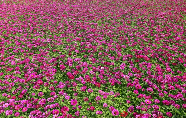 Картинка поле, лето, цветы, поляна, текстура, розовые, много, цветочное поле