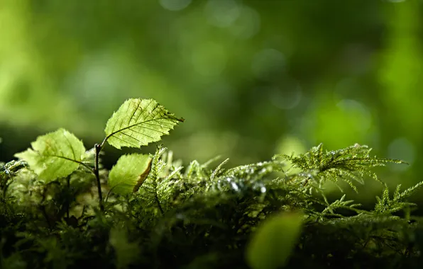 Зелень, лес, ветки, природа, листва