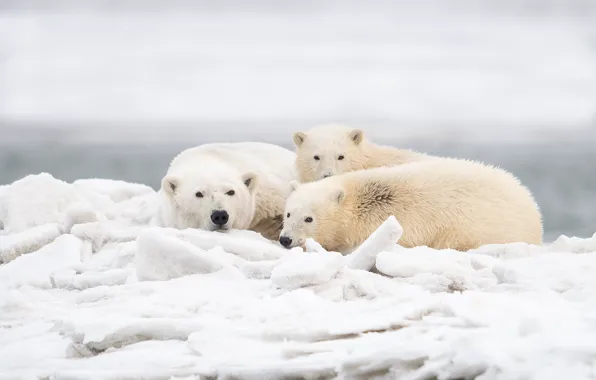 Зима, лёд, Аляска, медвежата, медведица, Белые медведи, Полярные медведи