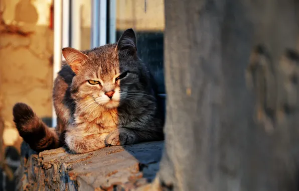 Картинка кот, солнце, окно