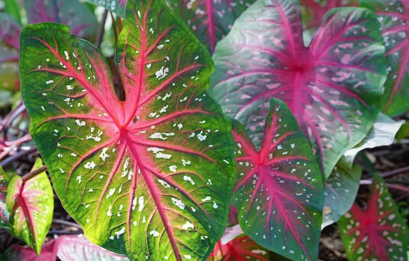 Листья, макро, узор