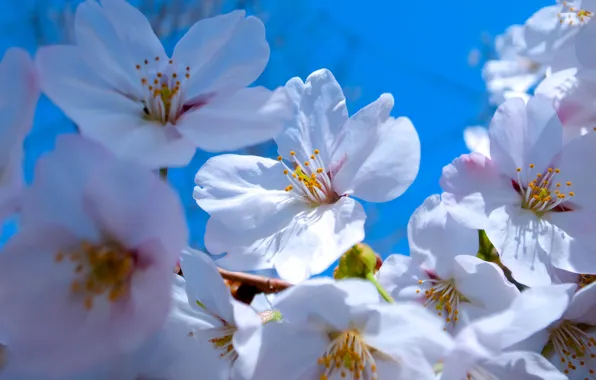 Картинка небо, макро, весна, лепестки, сад