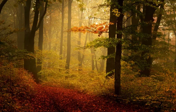 Деревья, туман, парк, листва, Осень
