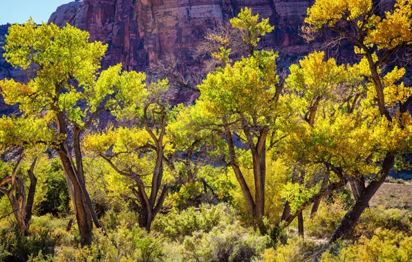 Деревья, горы, скалы, Юта, США, солнечно, кусты, Canyonlands National Park