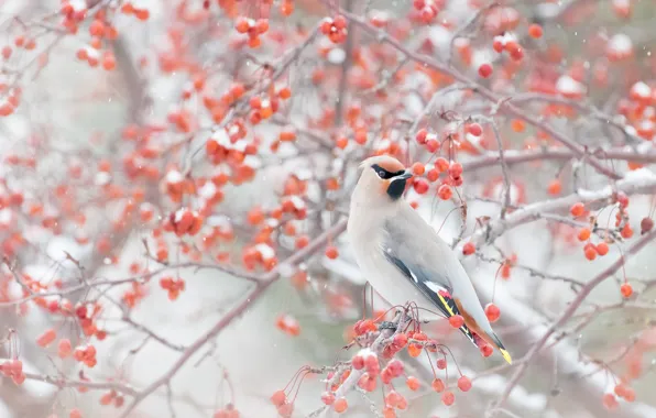 Картинка зима, снег, ветки, ягоды, птица, свиристель