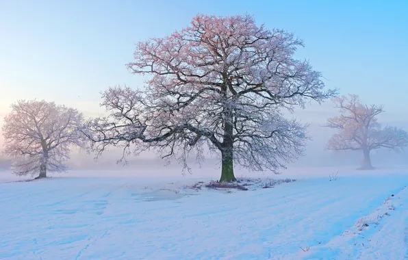 Картинка зима, иней, снег, деревья, туман, утро, мороз