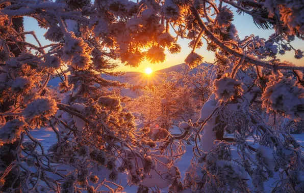 Картинка зима, снег, деревья, закат, ветки, Финляндия, Андрей Базанов