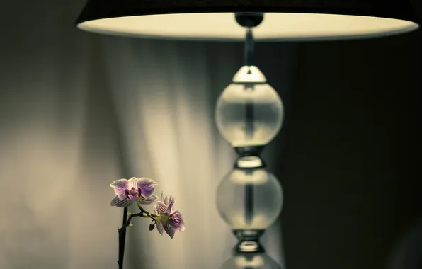 Картинка свет, цветы, лампа, светильник, тени, орхидеи