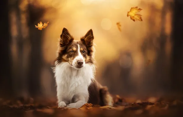 Осень, листья, собака, боке, Бордер-колли