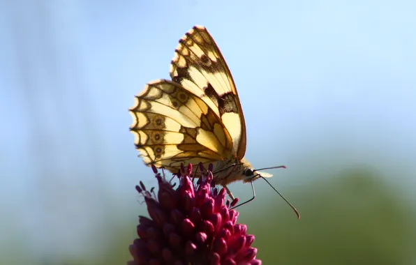 Flower, butterfly, insect