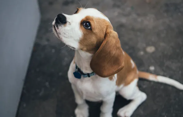 Dog, sitting, beagle