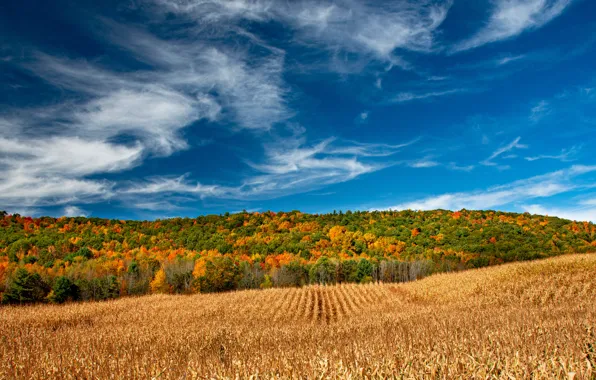 Поле, осень, лес, небо, Штат Нью-Йорк, New York State, Регион Фингер-Лейкс, Finger Lakes Region