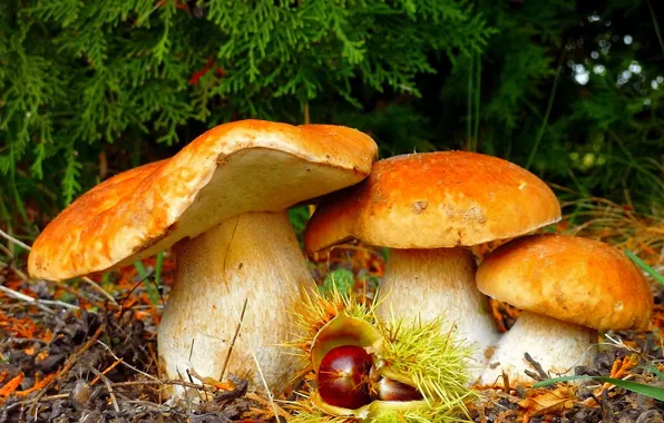 Картинка грибы, красота, Лес