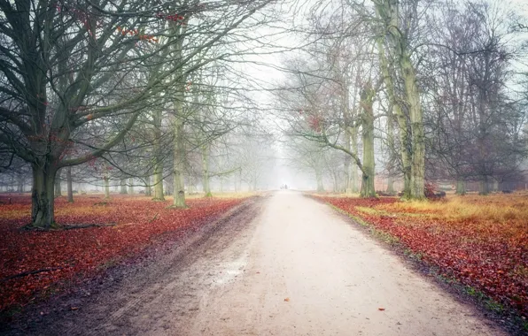 Дорога, осень, парк