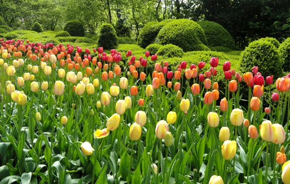 Картинка зелень, деревья, цветы, парк, сад, тюльпаны, разноцветные, клумбы