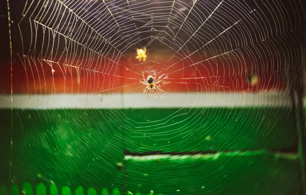 Картинка природа, паутина, паук