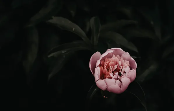 Flower, pink, beautiful, peonies