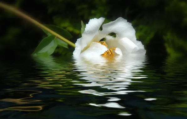 Картинка белый, вода, отражение, пион