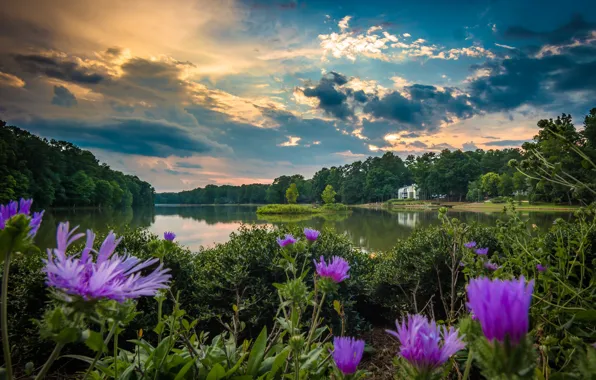 Картинка небо, вода, цветы