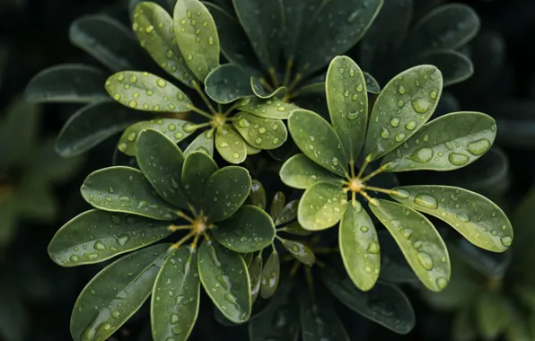 Картинка wet, close-up, water, leaves, macro, blur, drops, plant