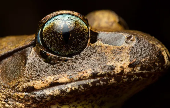 Макро, фон, Mixophyes fleayi, Fleay's barred frog
