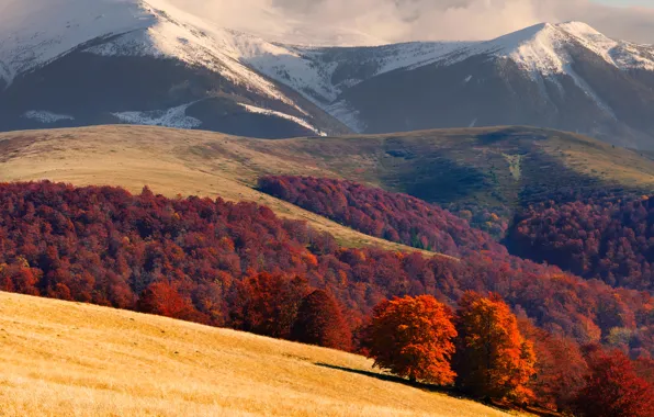 Горы, поля, Украина, леса, Карпаты
