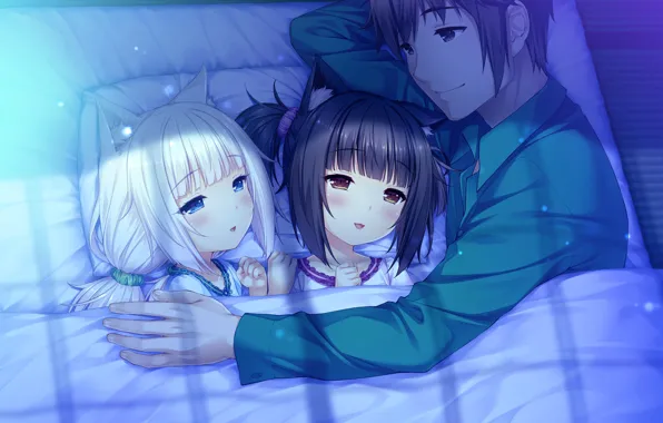 Девочки, аниме, парень, Nekopara