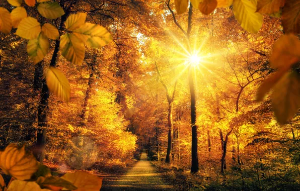 Картинка Солнце, Дорога, Осень, Деревья, Листья, Лучи Света, Парки