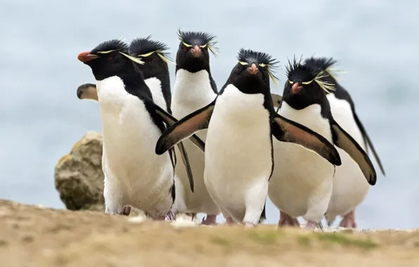 Птицы, пингвины, Скалистые пингвины, Пингвины Рокхоппера, хохлатые пингвины
