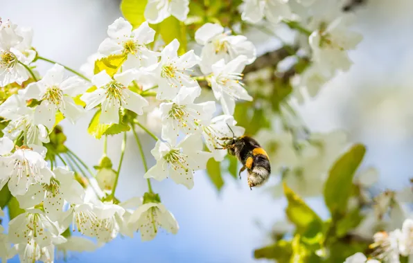 Цветы, Цвет, Цветок, Пчела, Растение, Растения, Flower, Flowers