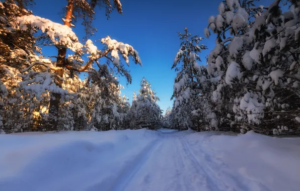 Зима, лес, снег, деревья, сугробы, Россия, Московская область, Андрей Олонцев
