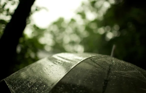 Макро, дождь, зонт, 2560х1600