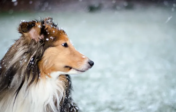 Картинка снег, друг, собака