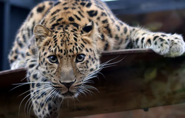 Картинка взгляд, леопард, пристальный