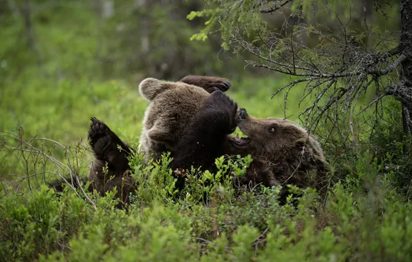 Игра, медведь, медведи, медвежонок, медвежата, мордашка, парочка